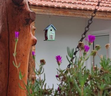 Banzao Casa | Casinha do pinhal