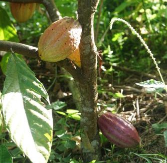 Almirante Casa | Casita Del CacaO