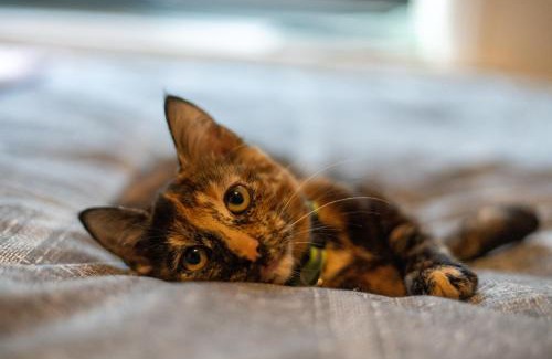 Bispham Casa | Cavendish Cat and Gaming House