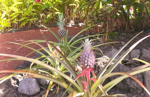 Kailua-Kona Casa | Central Oceanview Modern Cozy 3 Bed House