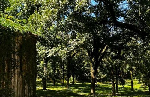 Anta Gorda Otro | Chalé Da Pecan