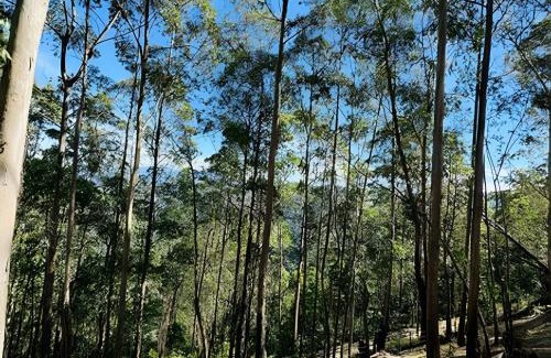 Campos do Jordao Chalet De Esquí | Chalé das Cerejeiras, charme e vista incrível