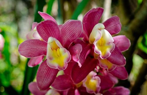 Visconde de Maua Chalet De Esquí | Chalé Flores e Amores