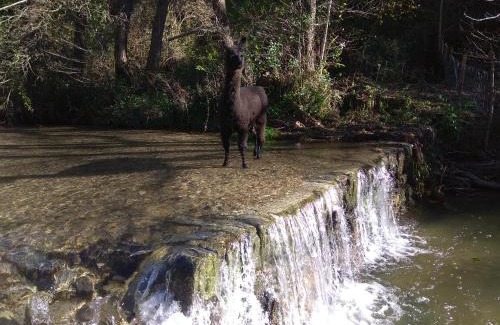 Cros Cama Y Desayuno | Chambre Cévennes: Piscine, lamas, rivière