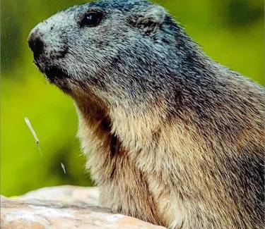 Allos Apartamento | chamois tétras marmotte