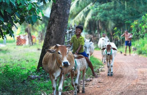 Sout Nikom Casa | Chansor Homestay 12 By Siem Reap Homesteading