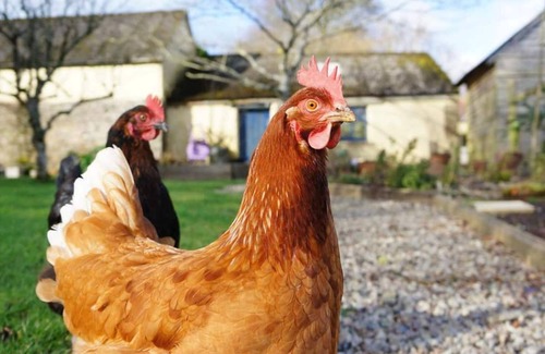 Beaworthy Cabaña | Charming Country Cottage in Glorious Devon