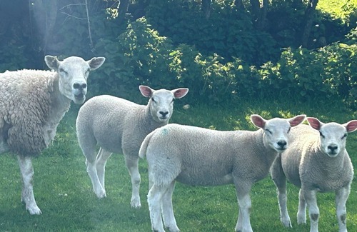 Ballymoney Cabaña | Charming Countryside Retreat At Ganaby Cottage, Ganaby Farm