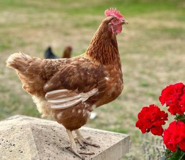 Lincoln Apartamento | Charming Hen Cottage Countryside Retreat Lincoln