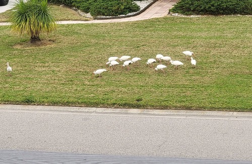 Memphis Casa | ☆Charming Home♡ Near Anna Maria Beach♡ Heated Pool+Games☆