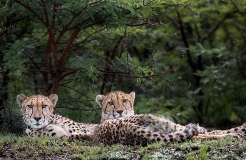 Ladysmith Cabina | Cheetah Ridge Lodge