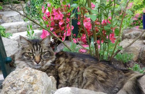 Roquebrune-sur-Argens Cama Y Desayuno | Chez Catherine