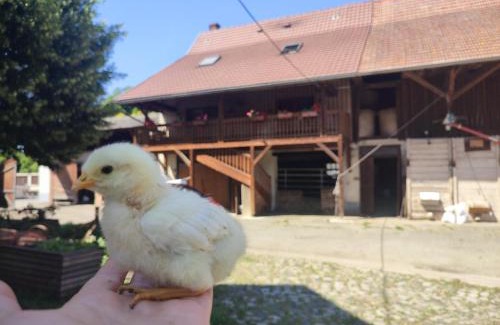 Horbourg-Wihr Apartamento | Chez Marguerite Gîtes à la ferme
