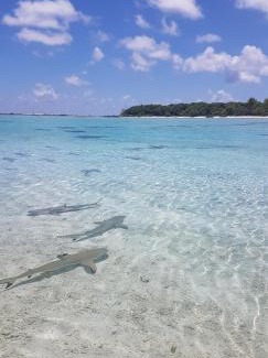 Rangiroa Cama Y Desayuno | Chez Taia et Véro