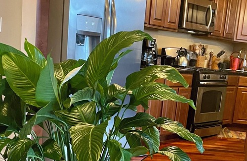 Oakland Condominio | Chic 3-bedroom condo in North Kenwood, Hyde Park with Elevator!