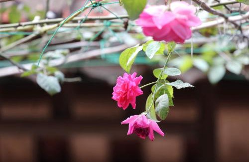 Son Tay Casa | Chicken's house- Đường Lâm Homestay