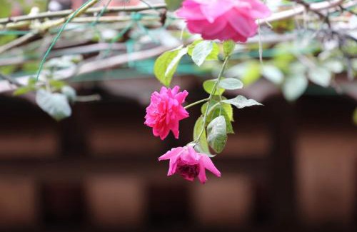 Son Tay Casa | Chicken's house- Đường Lâm Homestay