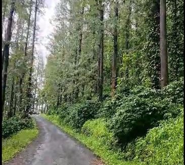 Sangameswarpet Casa | chikkamagaluru coffeekanahomestay