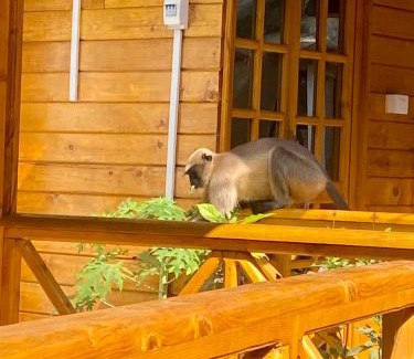 Palolem Cabina | Chill Out Jasmine Restaurant Bar Rooms