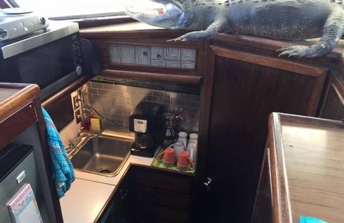 Orange Beach East Alquiler De Eote | Classic Yacht Rentals at FloraBama