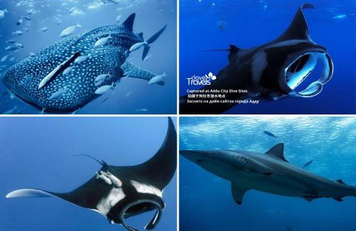 Hithadhoo Casa | Clove Stay by Clove Travels