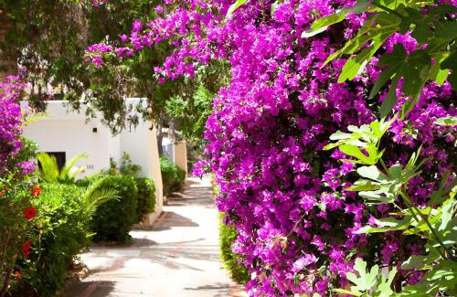 Cala Llenya Hotel | Club Cala Azul