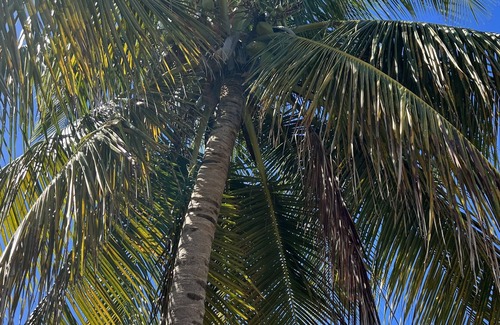 Isabel II Apartamento | Coco Caribe Guesthouse romantic, secluded and modern.