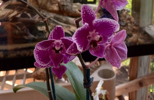 Rutherfordton Cabaña | Come Enjoy The Small Homestead Oasis.