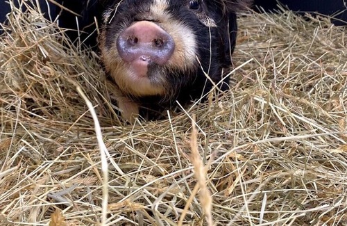 Dunlap Otro | Come Play and Stay at Little Tail Farms