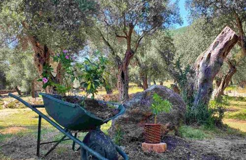 Ulcinj Casa | Coratina Cottage