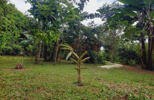 Los Planes Cabina | corcovado green parrot