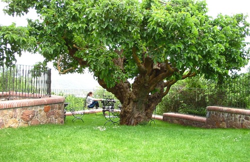 El Rasillo de Cameros Cabaña | El Patio de la Morera I "elrasillo"