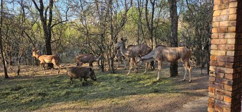 Marloth Park Casa | Cottage On Naboom
