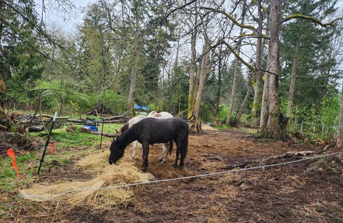 Camano Island Casa | Country home rustic. beach,hiking nearby 3 rooms ramp .