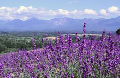 Sorachi-gun Casa | countryside FURANO