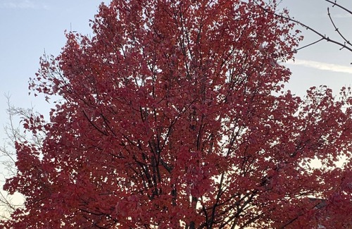 Bedford Condominio | Cozy Condo in the wood! Beautiful wildlife views daily.