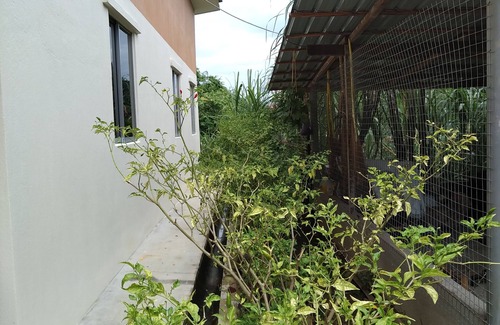 Jeli Casa | Cozy house in Rural Area at Kampung Kalai, Surrounded with village and forest