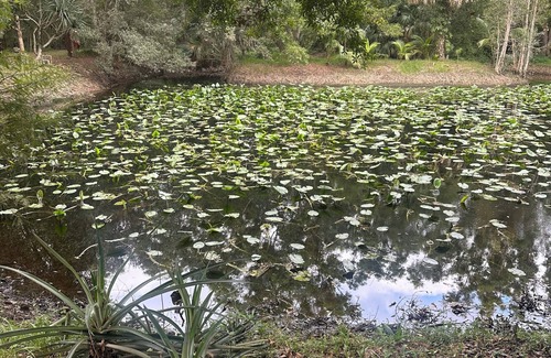 Loxahatchee Groves Apartamento | Cozy one bedroom guest house on peaceful 5 acre mango farm in Loxahatchee .