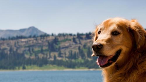 Dogwood Mountain Casa | Creekside Cabin - Pup-friendly With Ac