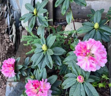 Khattalwada Cabina | Daffodils Home Stay