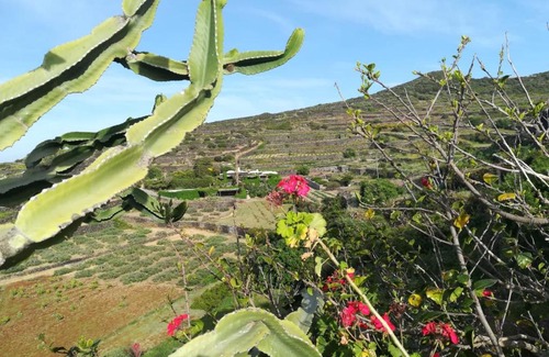 Pantelleria Casa | DAMMUSO NATURA