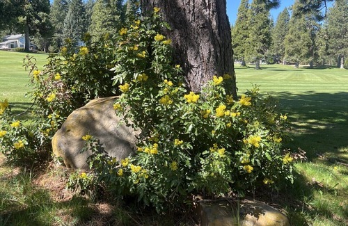 Lake Almanor West Casa | Darling 2-bedroom house on golf course at Lake Almanor West