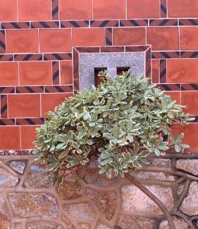 Jinhu Casa | Daughter and son