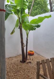 Jambiani Cabina | Daya House karibu