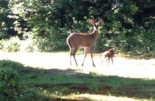Dummer Cama Y Desayuno | Deer Mountain Lodge & Wilderness Resort