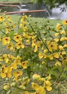 Itamonte Cabina | Delirius Hospedagem