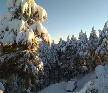Chail Casa | Deodar hill top homestay