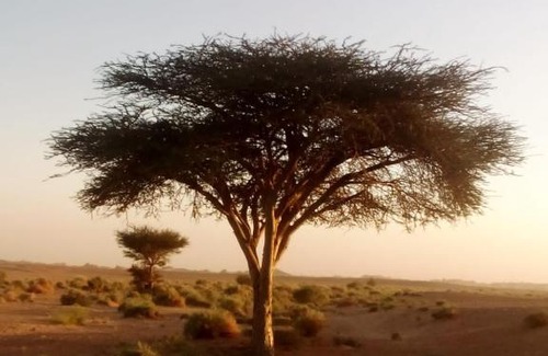 M'Hamid El Ghizlane Otro | Desert Camp M'hamid