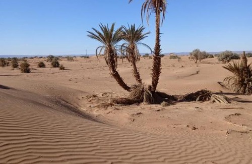 M'Hamid El Ghizlane Otro | Desert Camp M'hamid