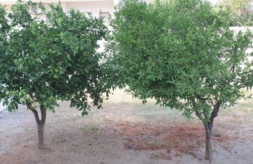 Castromediano Apartamento | Detached apartment surrounded by greenery, in the quietness a stone's throw from the center